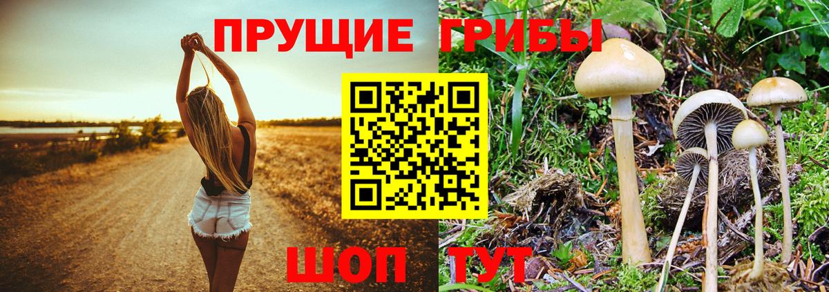Тимашёвск  Галлюциногенные грибы Cubensis  Псилоцибиновые грибы MAGIC MUSHROOMS  Вход с VPN 