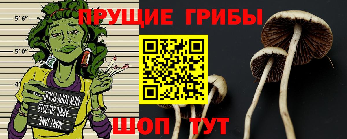Псилоцибиновые грибы Psilocybine cubensis Тимашёвск